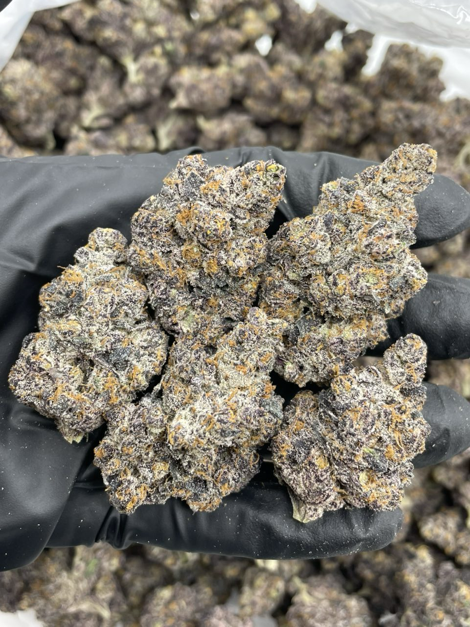 Blackberry strain